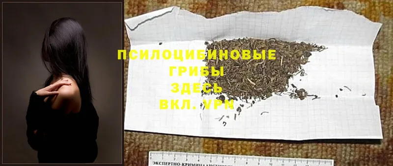 Галлюциногенные грибы MAGIC MUSHROOMS  сколько стоит  Красноуральск 